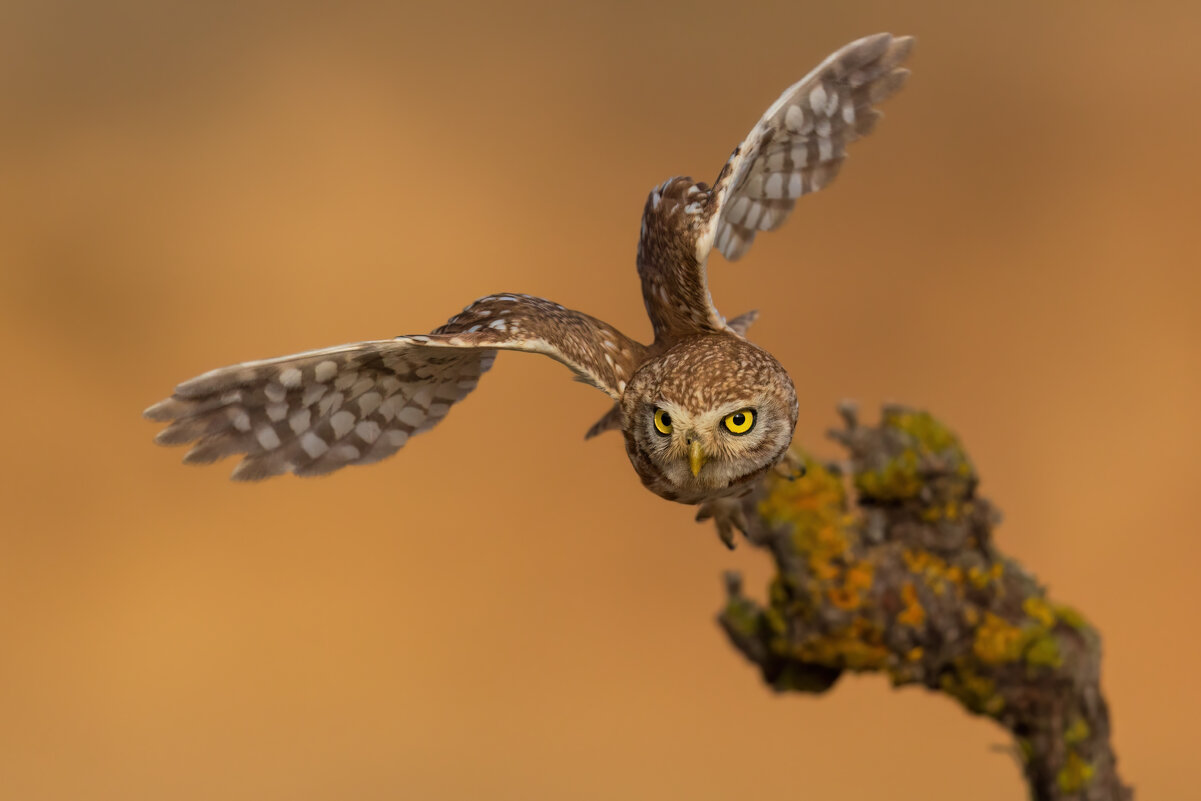 *** - Евгений Фруман