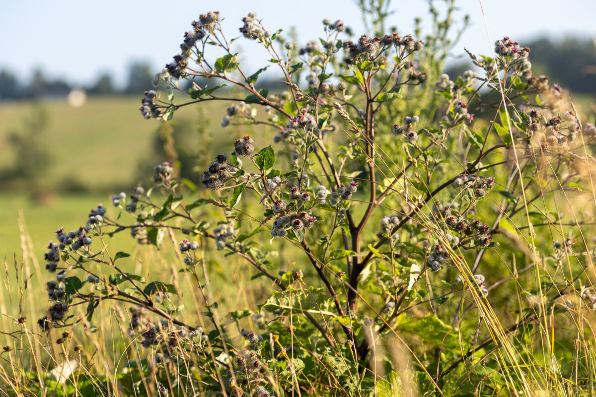 * - k-e-r-g-u-d-u DM