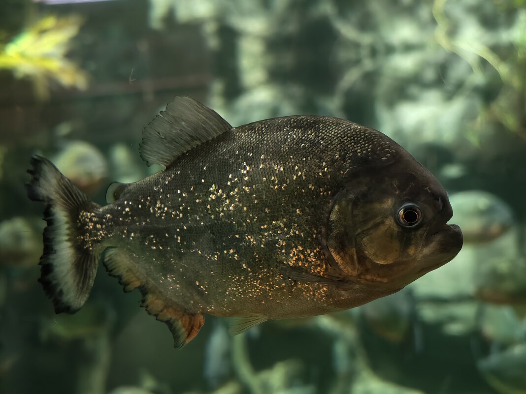 Пиранья - <<< Наташа >>>