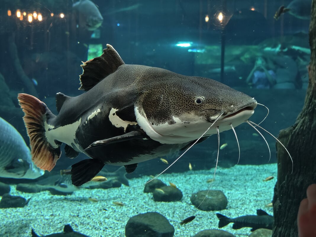 Сом - <<< Наташа >>> Сом - <<< Наташа >>>