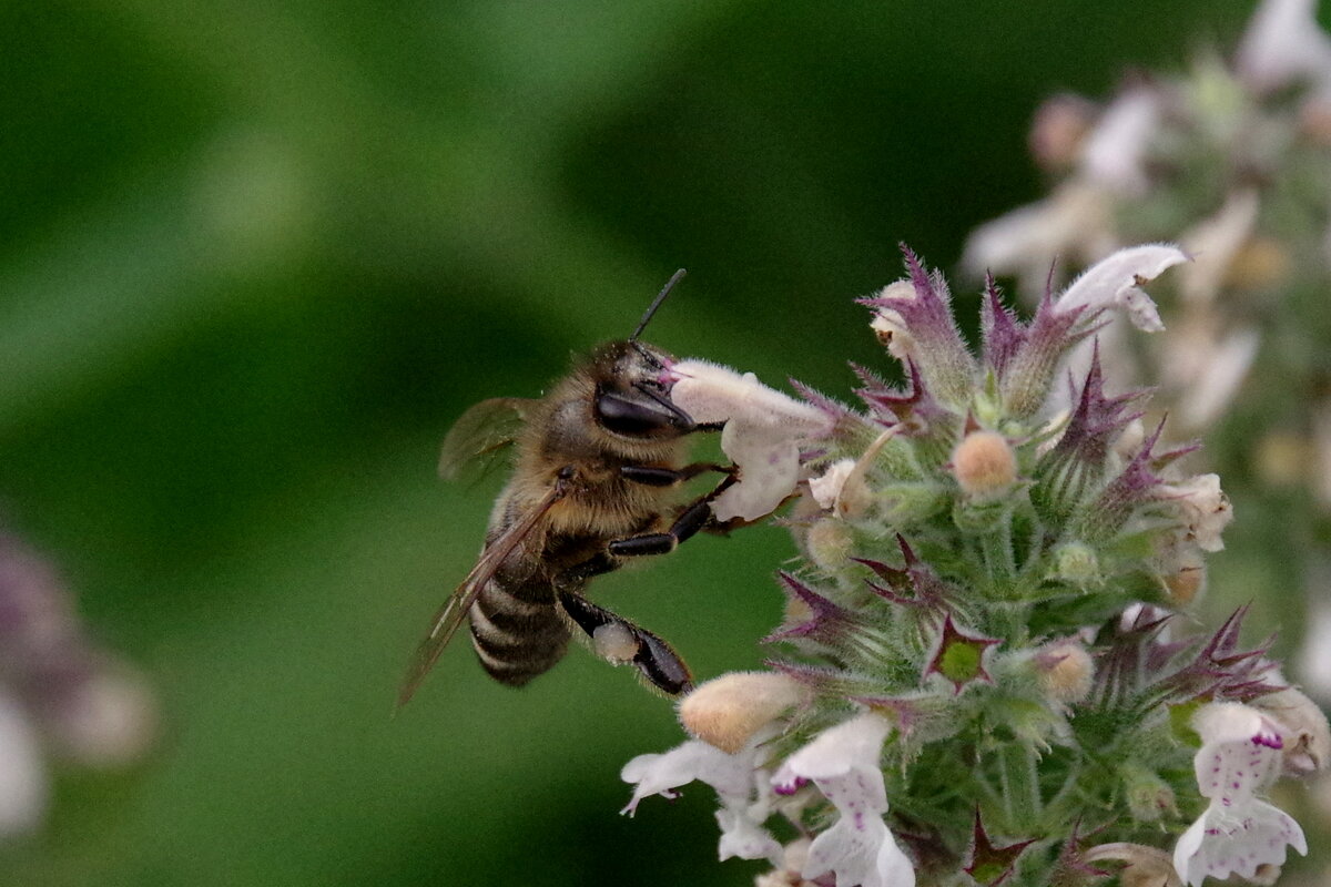 Пчела на мяте - Сергей Швечков Пчела на мяте - Сергей Швечков