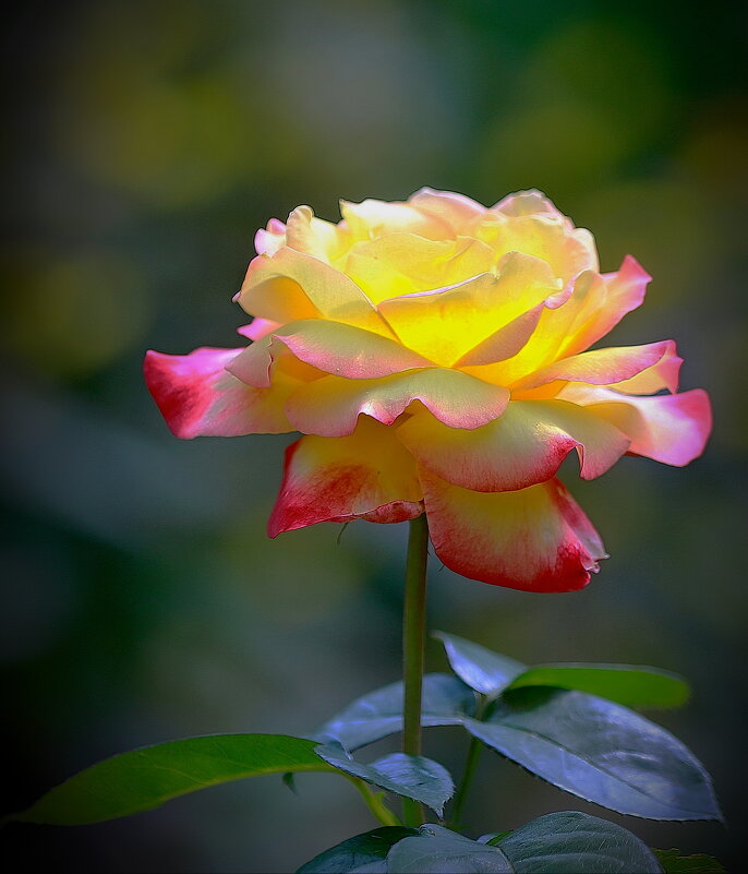 розовый июль... - Andrey Bragin розовый июль... - Andrey Bragin