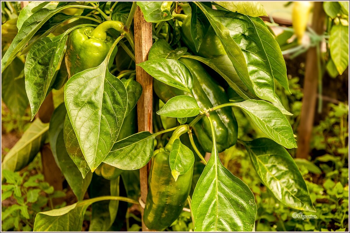 Перчики... - Aquarius - Сергей Перчики... - Aquarius - Сергей