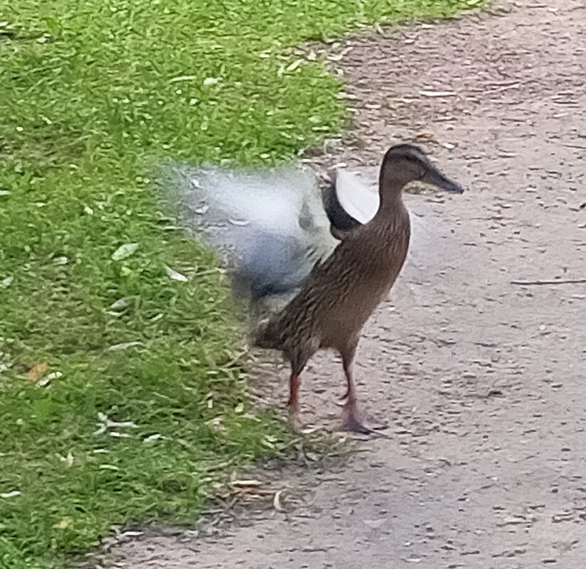 Утка - Сапсан 