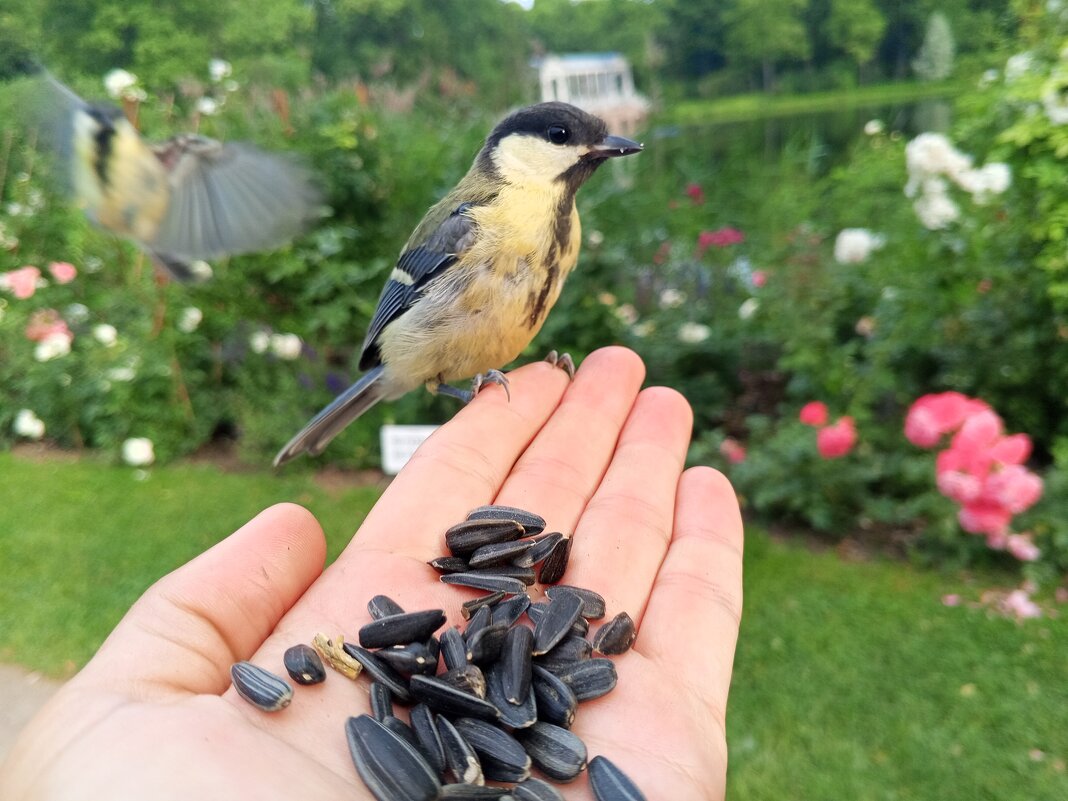 Синица - Сапсан 