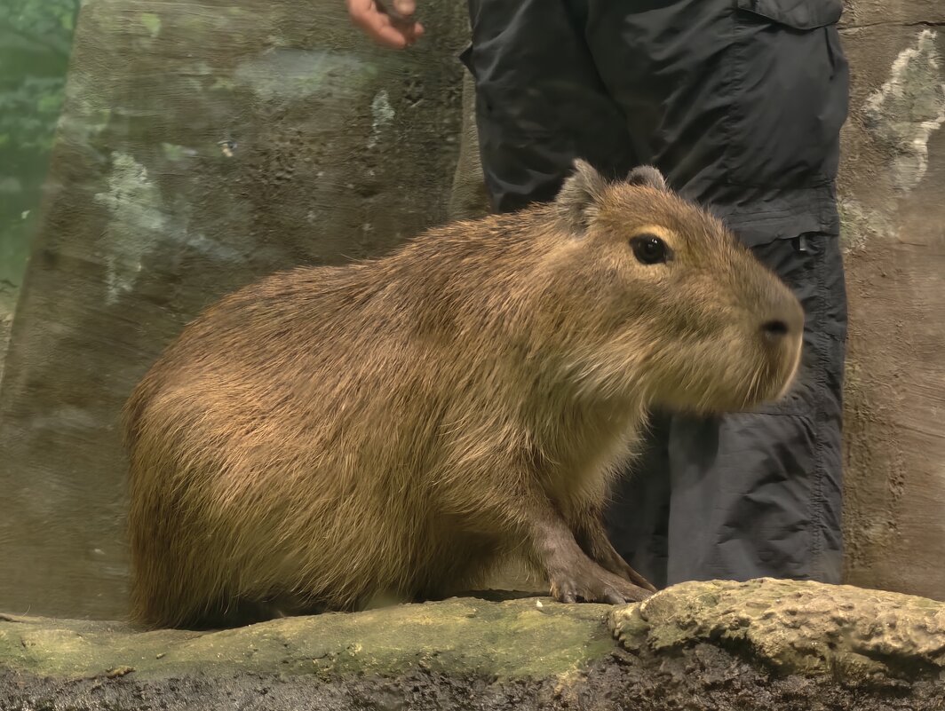 Капибара - <<< Наташа >>>