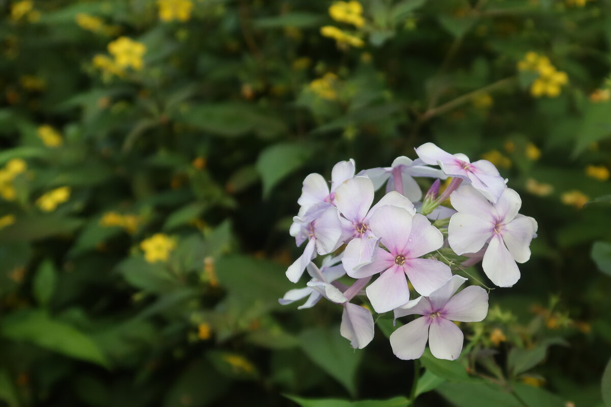 Флоксы - Дмитрий И_