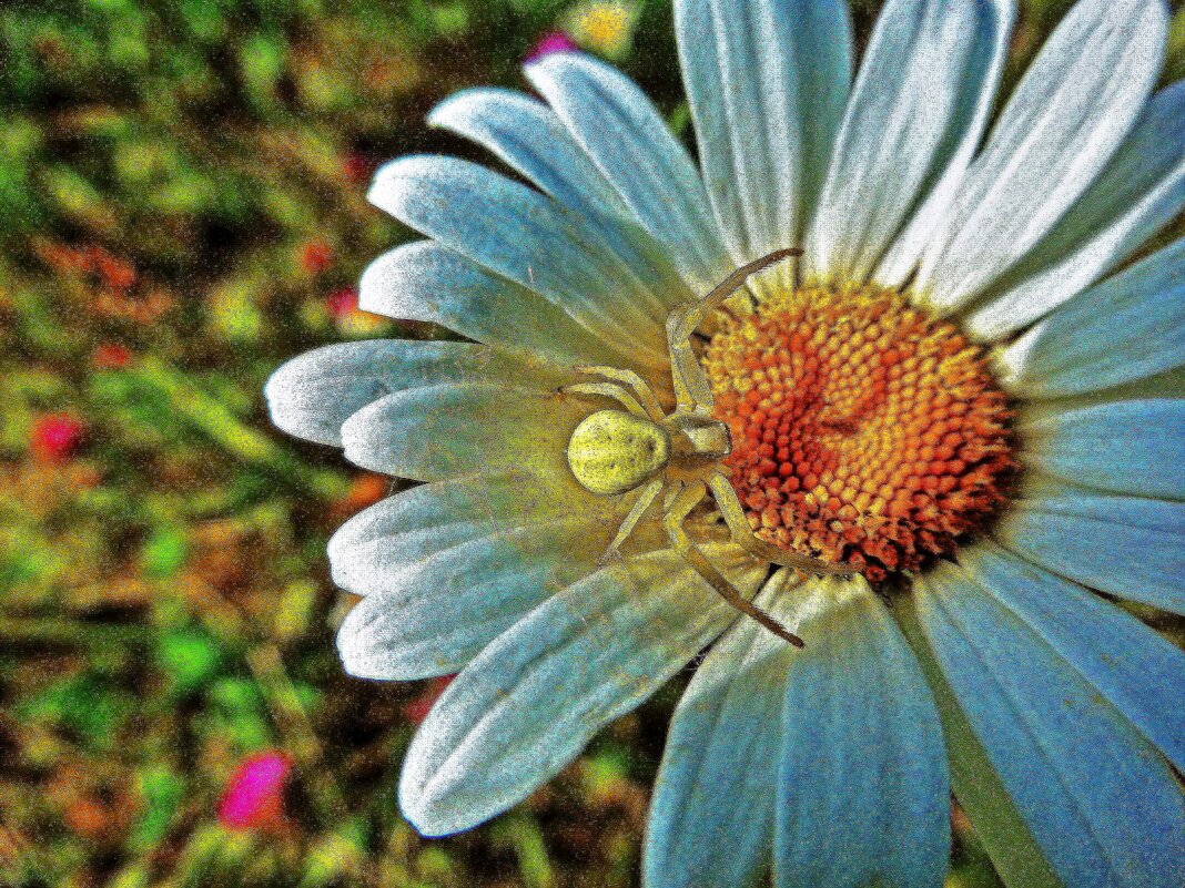 Июль.....Паук-сластена на ромашке! - Владимир Июль.....Паук-сластена на ромашке! - Владимир