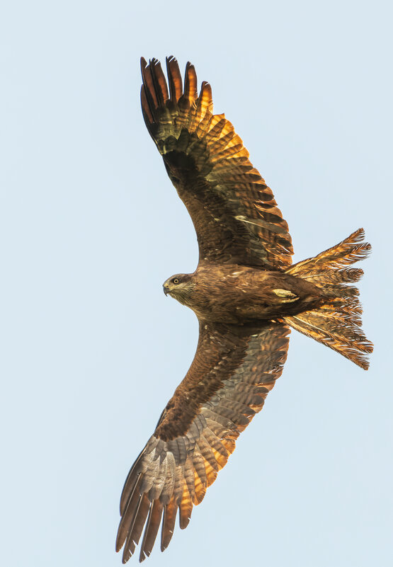 Парящий - Дарья Меркулова