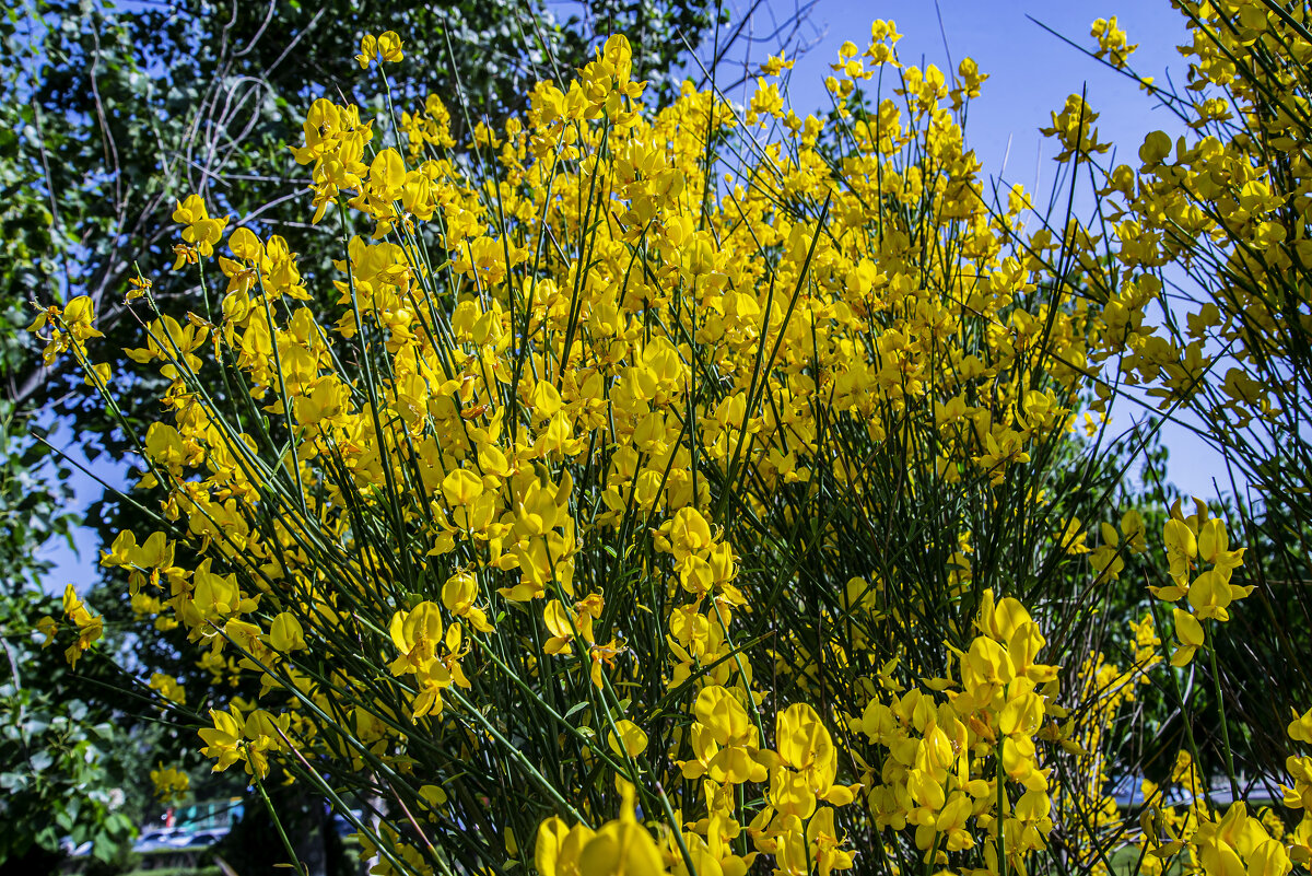 Жёлтые - Анатолий Чикчирный