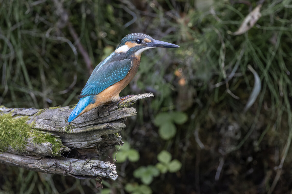 зимородок. - юрий макаров