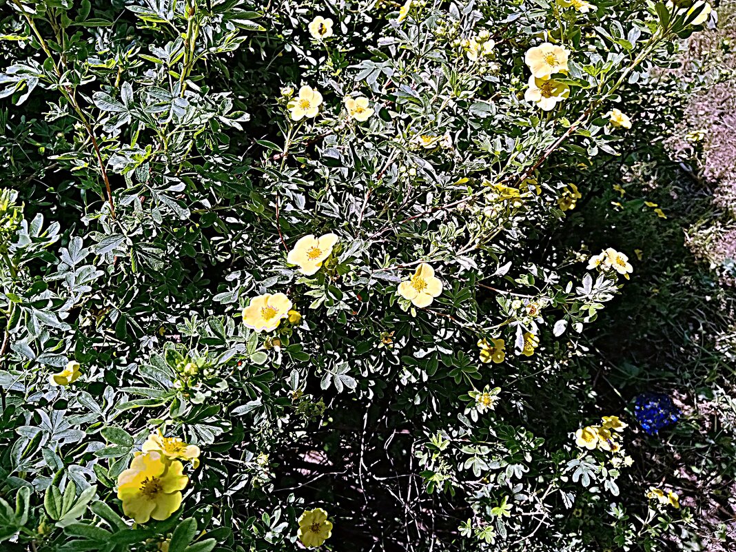 Цветы. - Владимир Драгунский