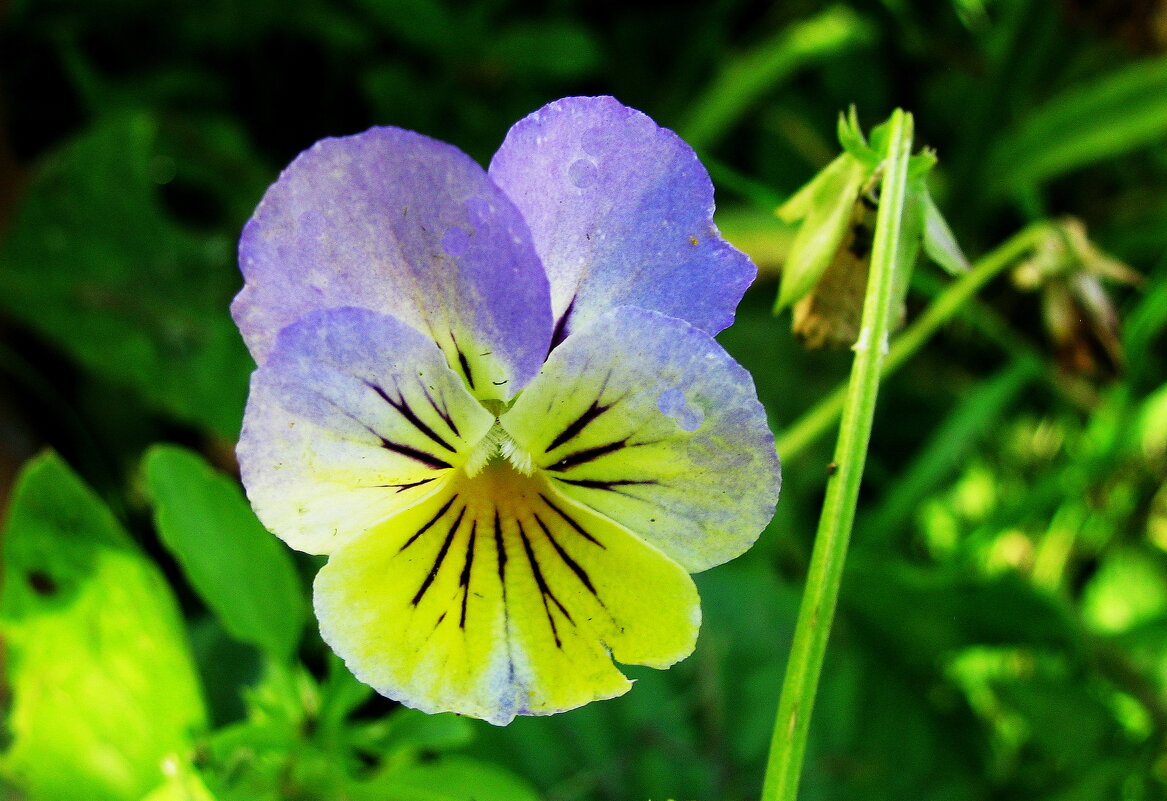 Нежная красавица - Людмила Смородинская