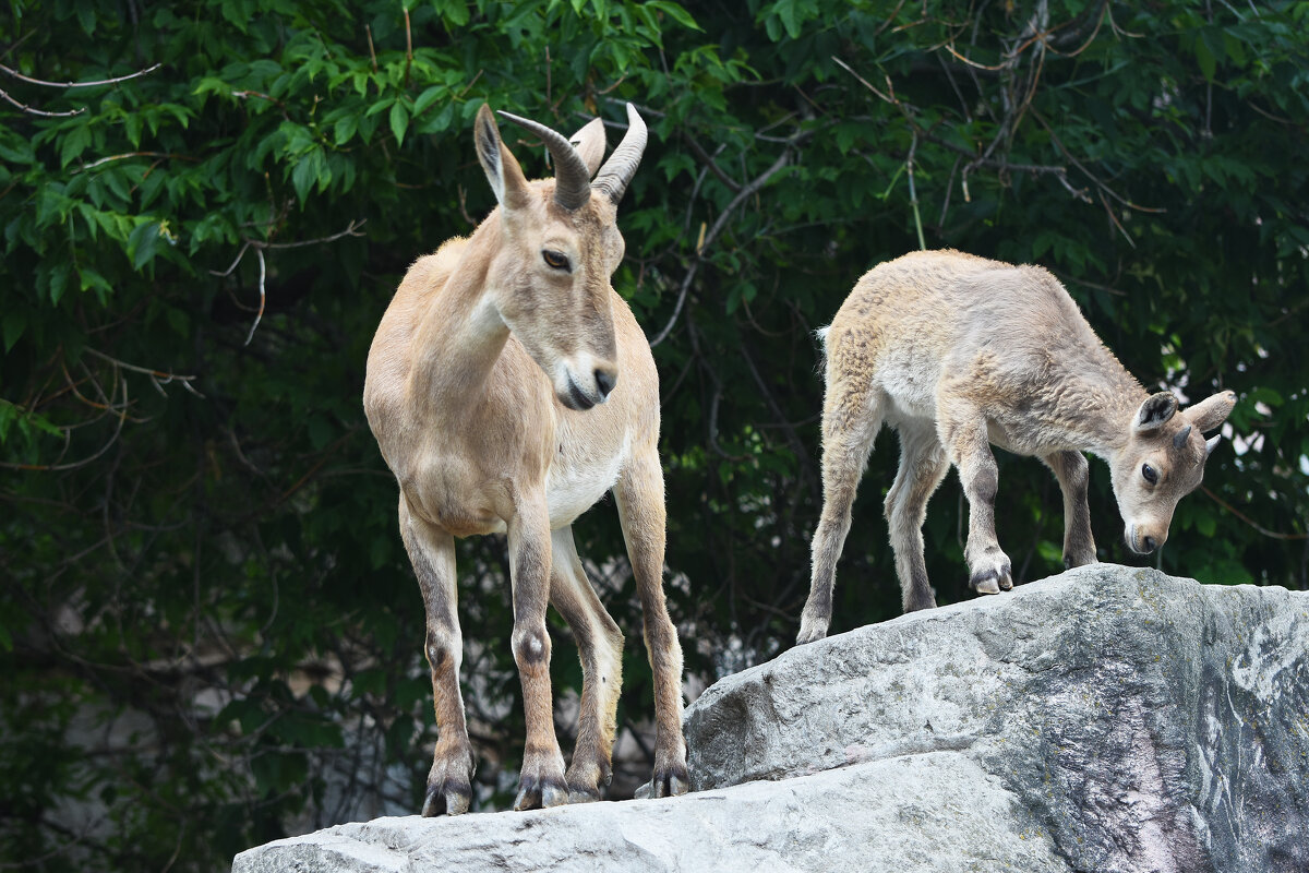 Московский зоопарк. С мамой. - Наташа ***** Московский зоопарк. С мамой. - Наташа *****