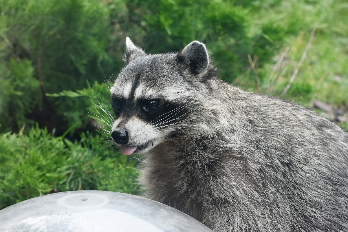 Московский Зоопарк. Енот. - Наташа *****