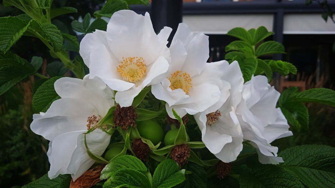 ......... - Елена Шаламова