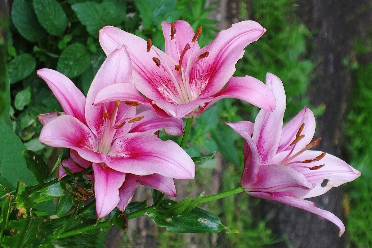 Лилия - Рита Симонова