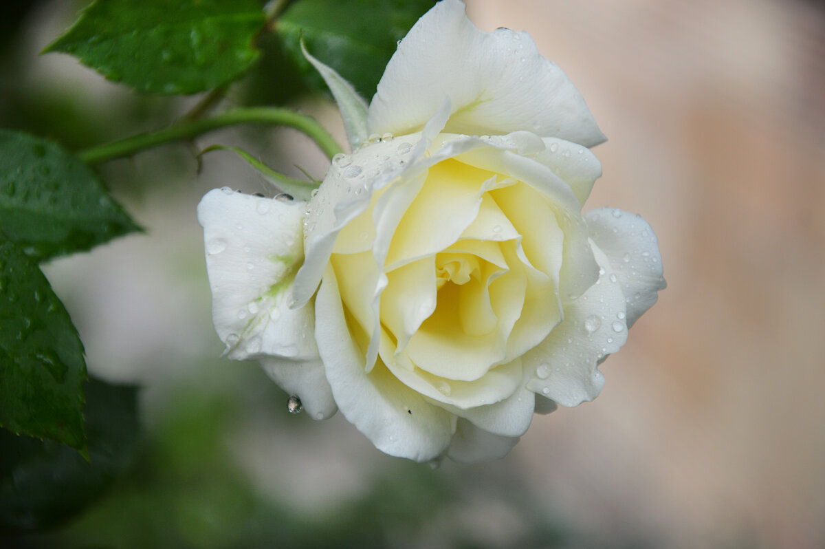 После дождя - Надежда Куркина 