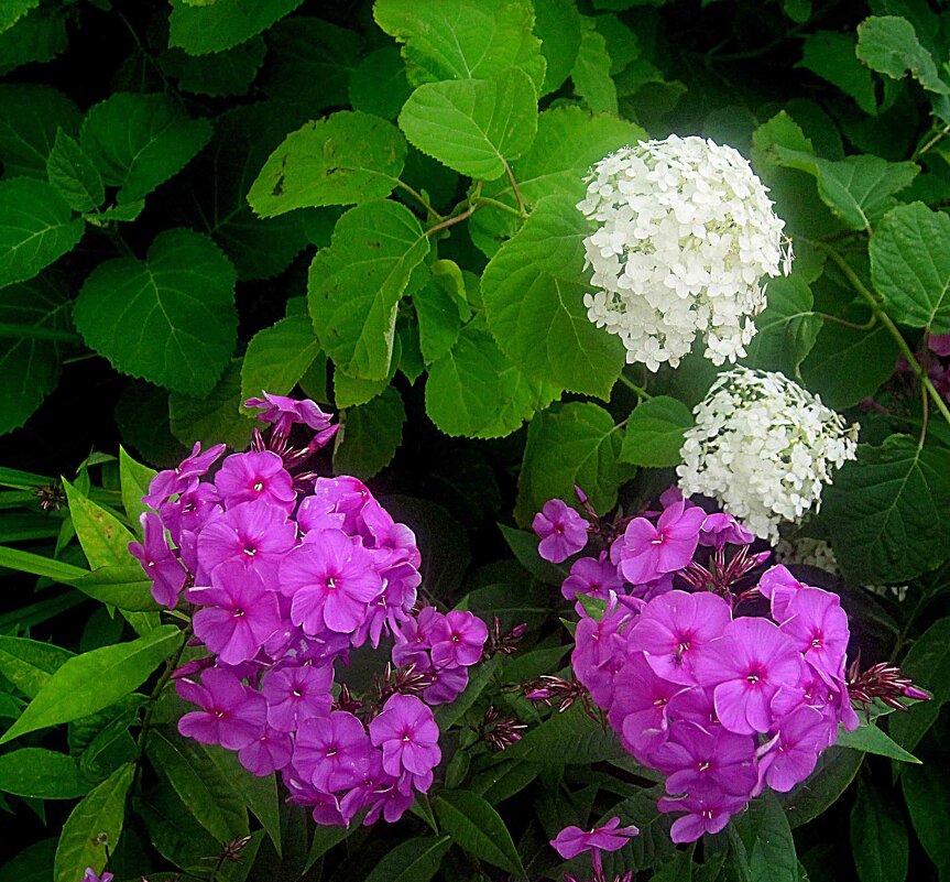 *** - Елена Семигина