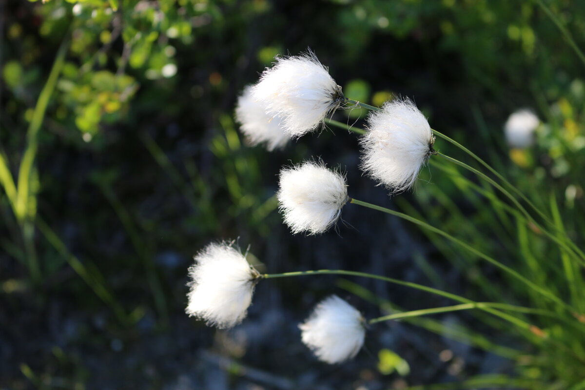 Пушица - Ольга 