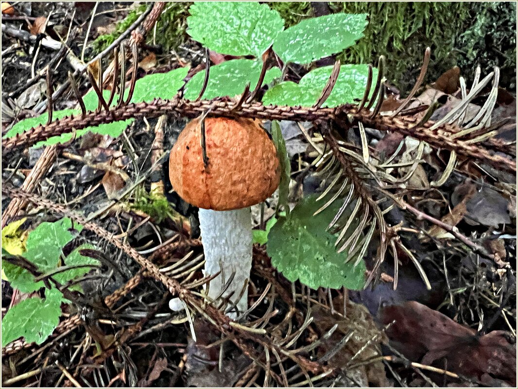 ***** - Валерия Комова