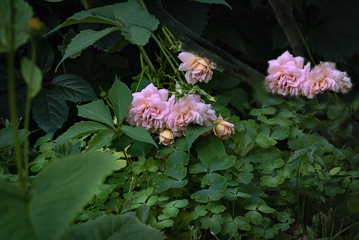 Фотозарисовка, июль - Владимир Кроливец