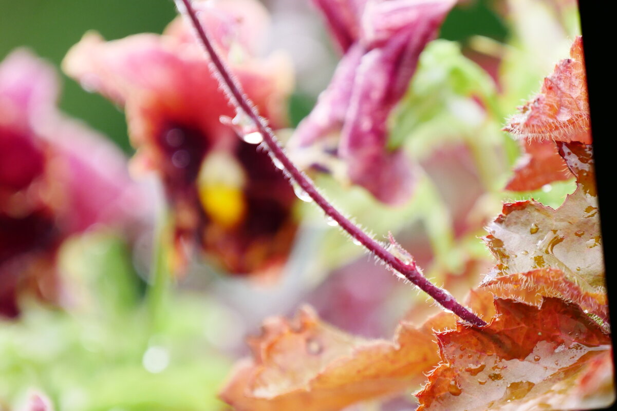 После дождя.. - Alexey YakovLev После дождя.. - Alexey YakovLev