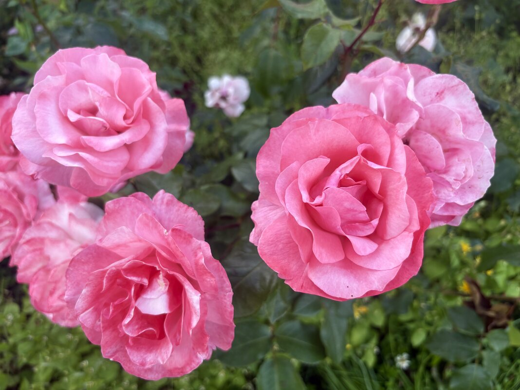 Розы - Наталия Павлова