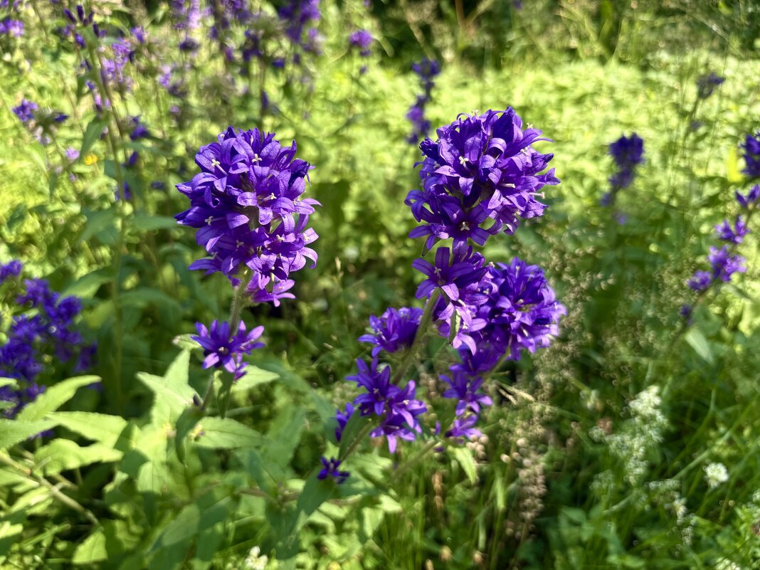 Колокольчики на острове "Коневец"... - Наталия Павлова