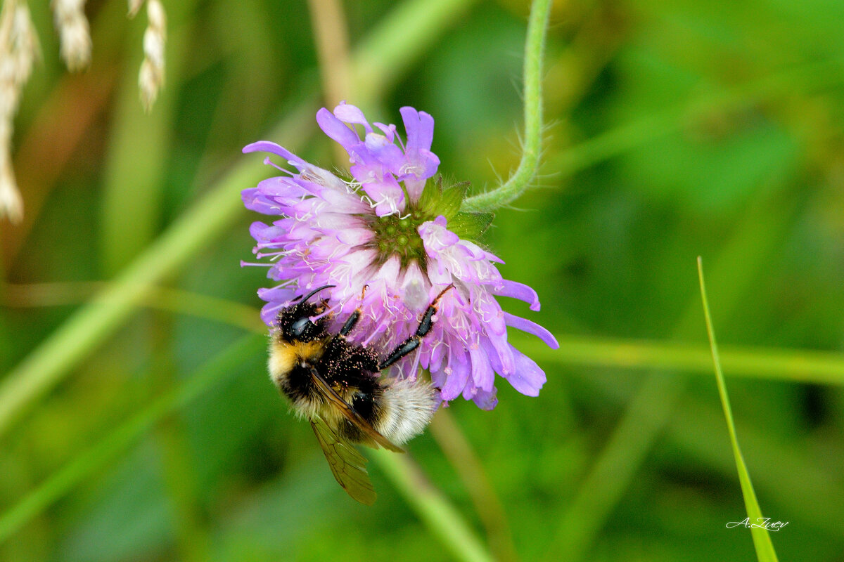 * - Александр Зуев