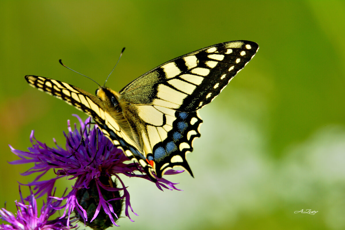 * - Александр Зуев * - Александр Зуев
