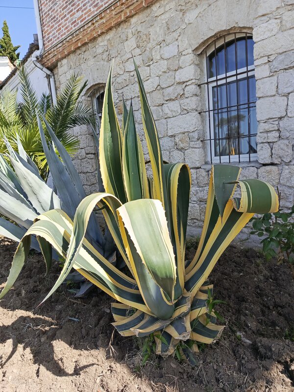 Агава - Татьяна Пальчикова Агава - Татьяна Пальчикова