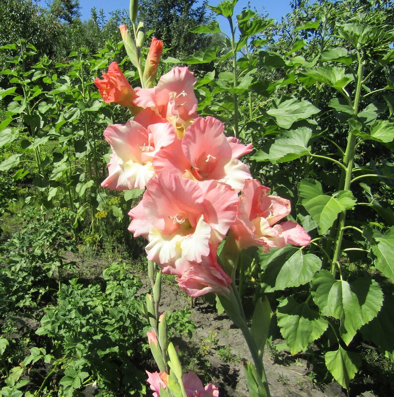 Лето! Цветы! Гладиолусы... - Galaelina *** Лето! Цветы! Гладиолусы... - Galaelina ***