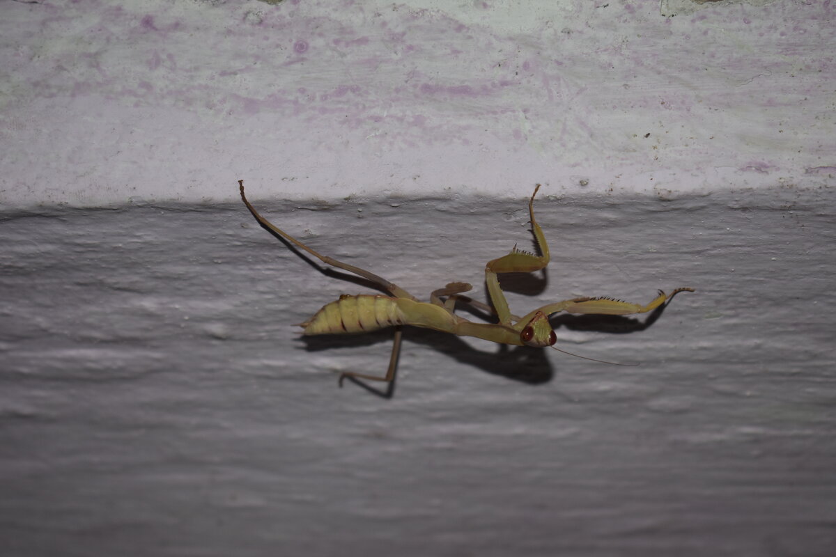 Богомол - petyxov петухов