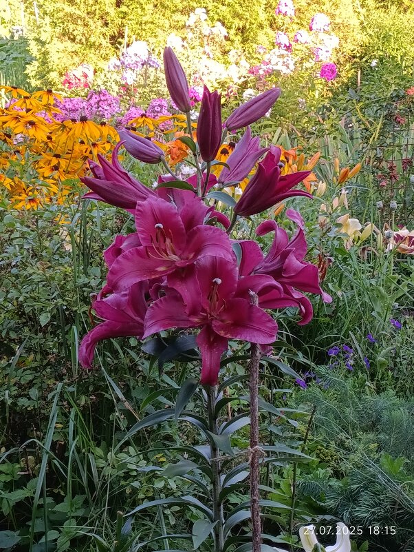 Лилия - Владимир Волик