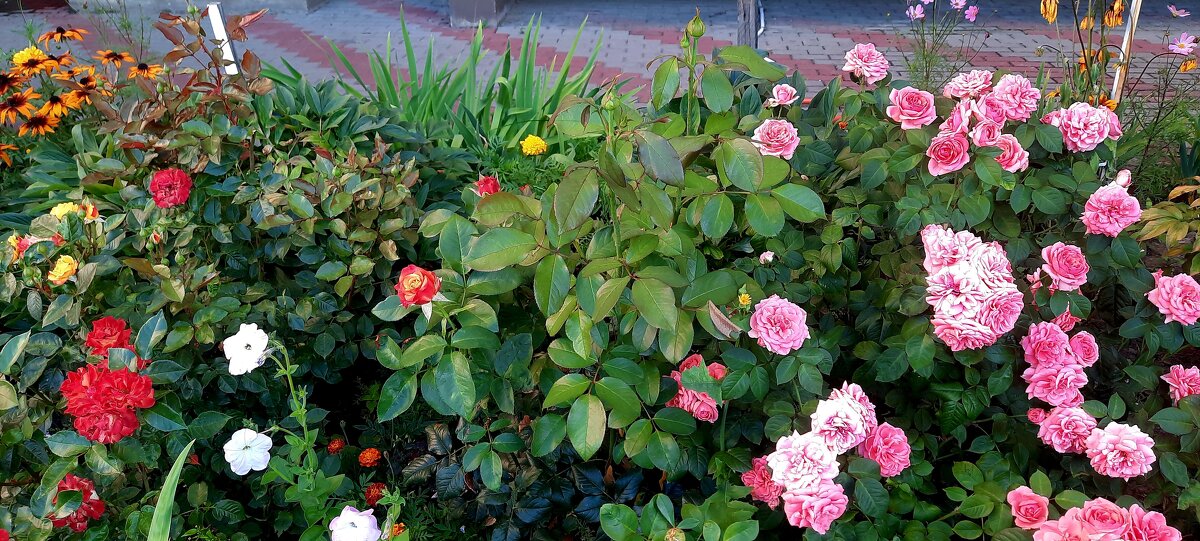 Клумба - Мария Гуськова