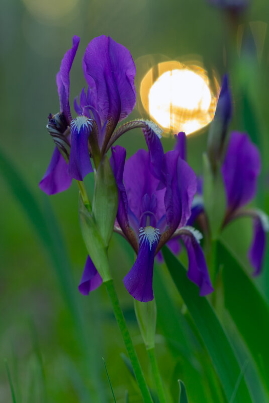 дикий ирис на закате - Виталий Емельянов дикий ирис на закате - Виталий Емельянов