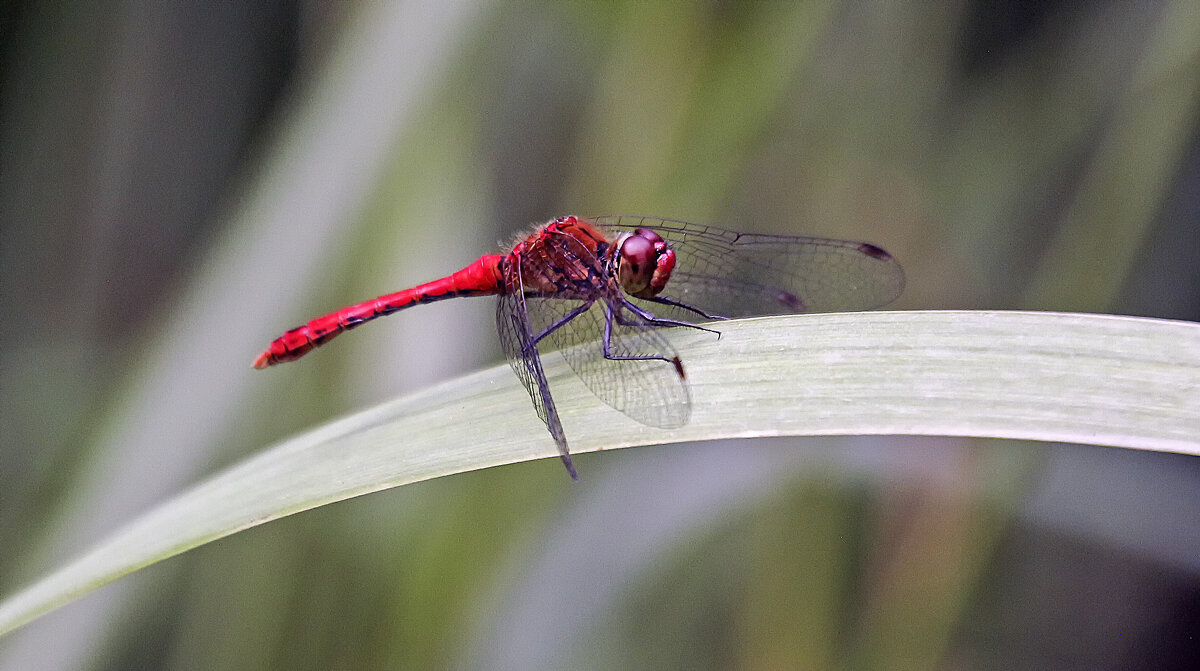 ****** - Андроник Александр 