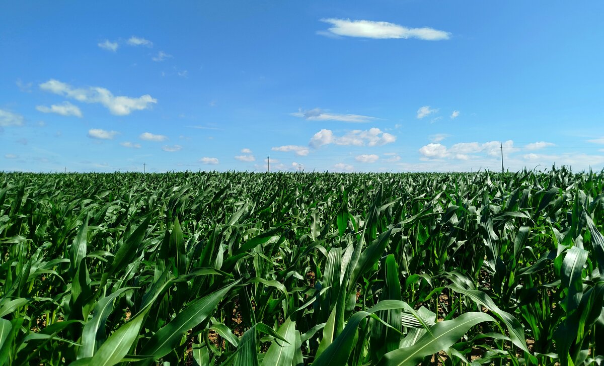 Еще одно поле,но уже кукурузное - светлана льдокова Еще одно поле,но уже кукурузное - светлана льдокова