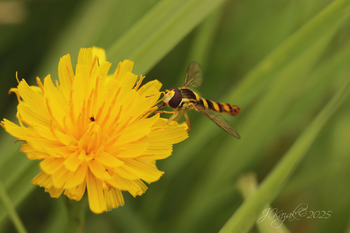 *** - Елена Kазак (selena1965)