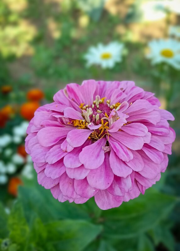 *** - Светлана Кузнецова