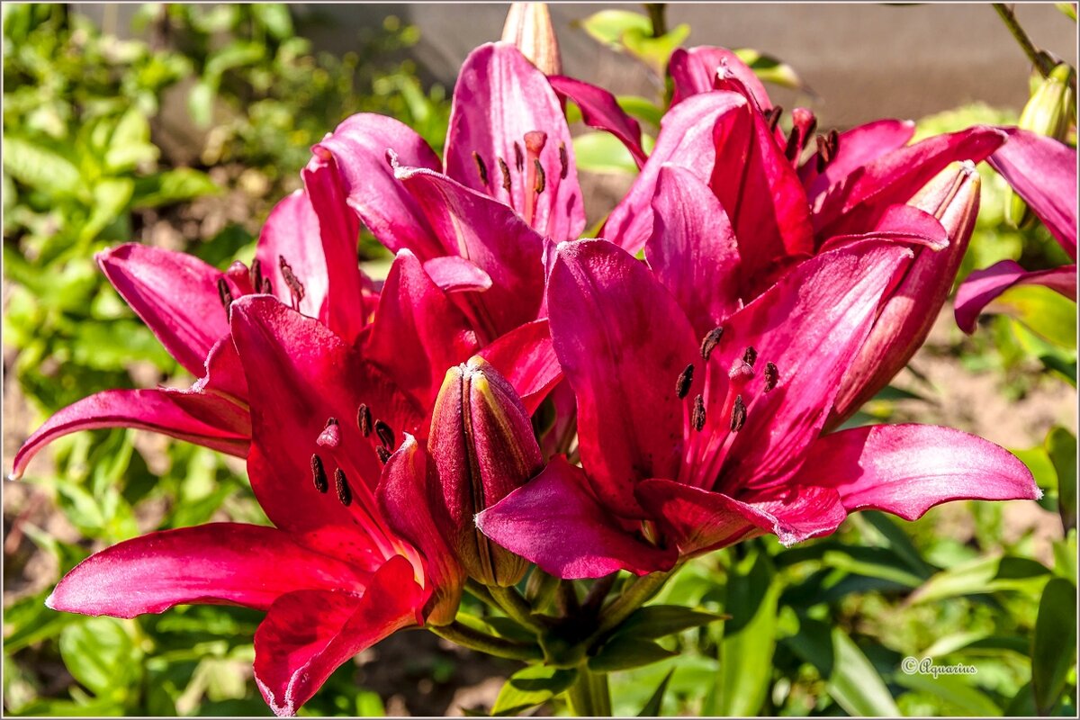 Яркие краски лета - Aquarius - Сергей