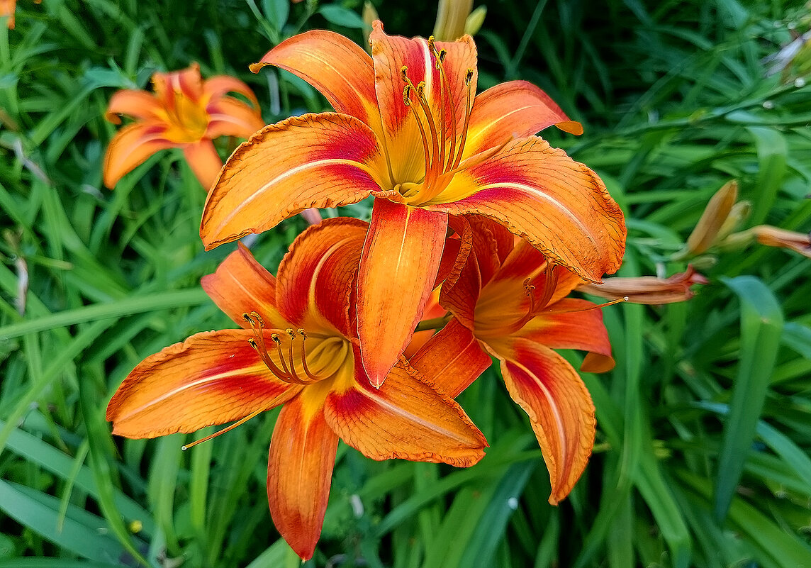 Июльские красотки! - Валентина  Нефёдова 