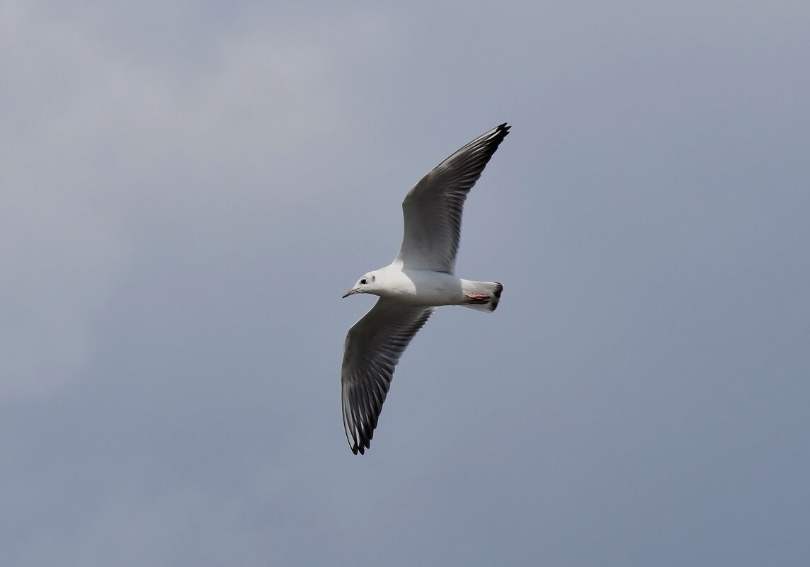 Чайка в небе! - Валентина Нефёдова Чайка в небе! - Валентина Нефёдова