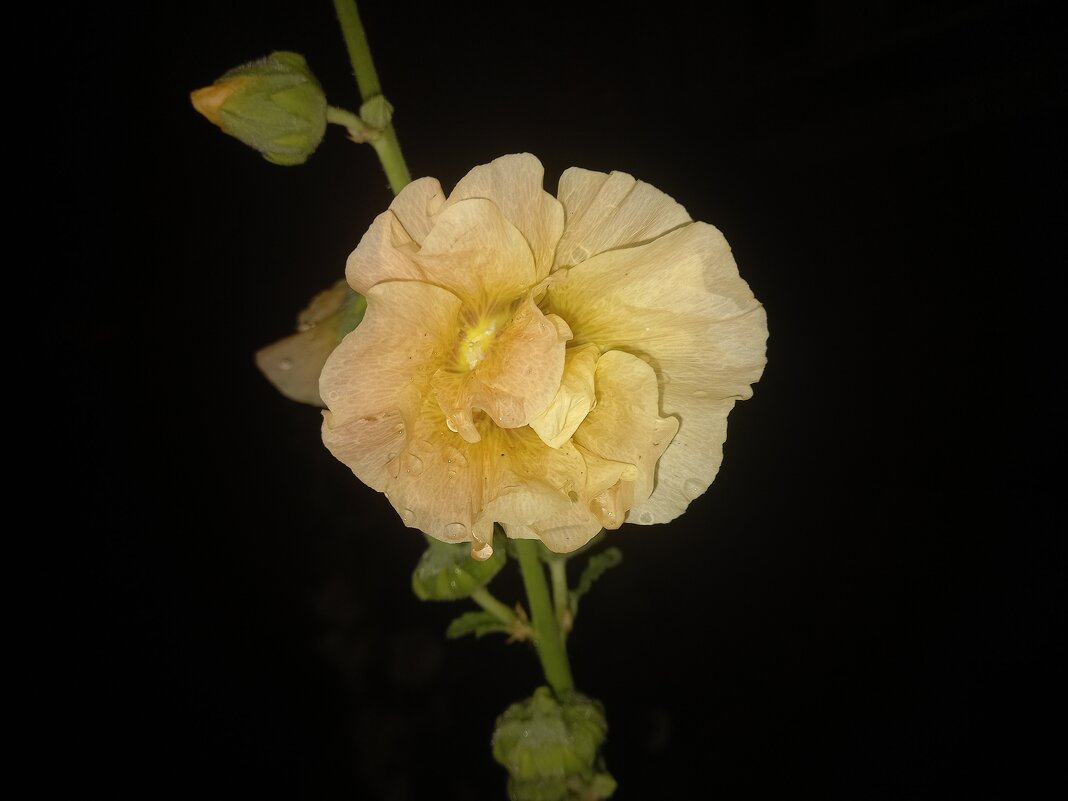 Мальва - Сапсан 