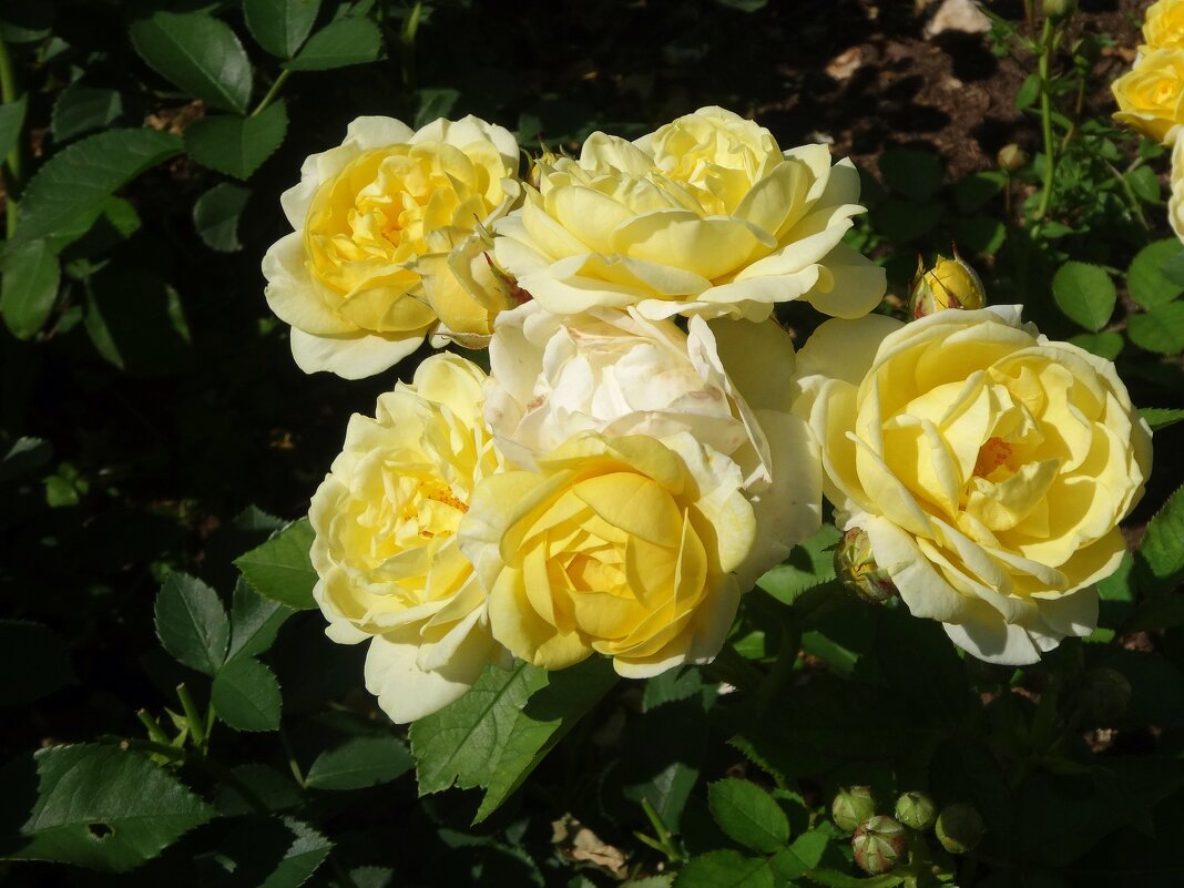 Золото роз - Лидия Бусурина Золото роз - Лидия Бусурина