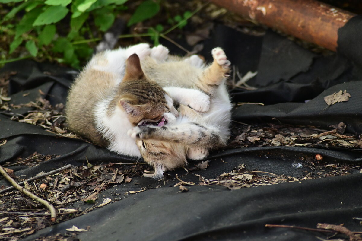 котэ - Константин Сафронов