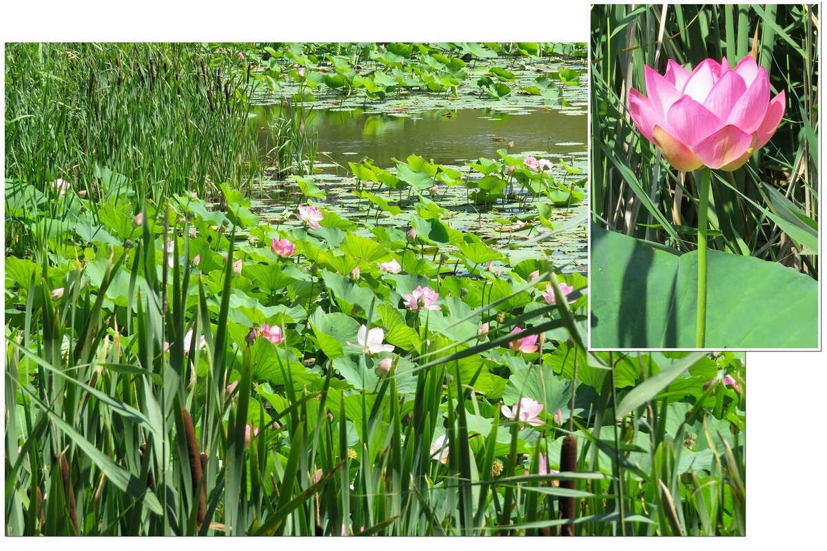 Лотосы Белогорья - Сеня Белгородский