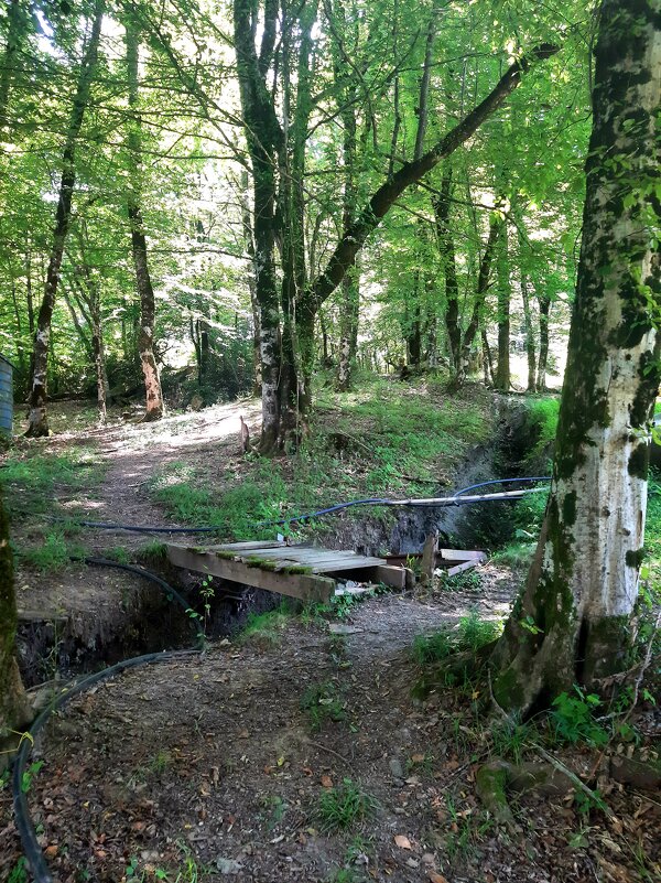 ПЛАСТУНКА - СОЧИ - Tata Wolf