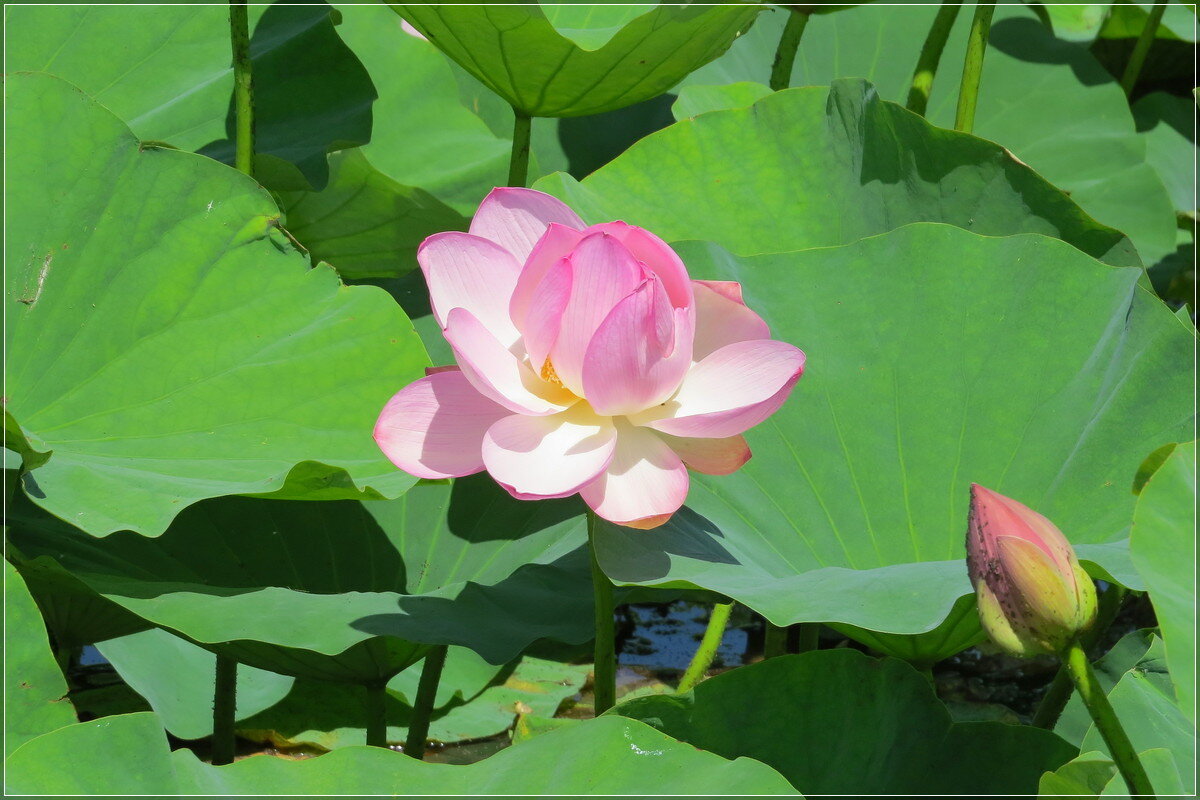 Время Лотосов - Сеня Белгородский